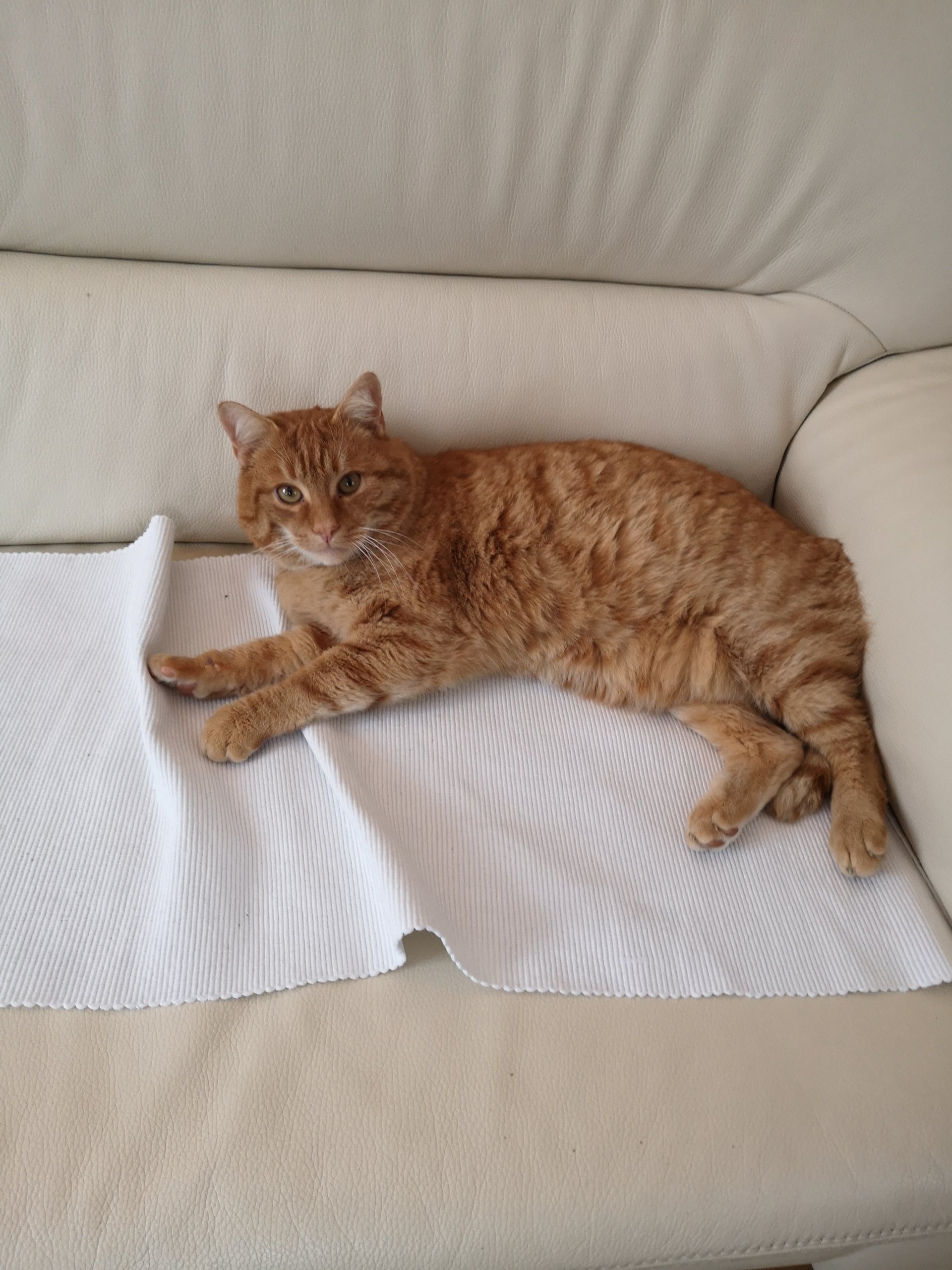 "roter" Möhrchen /"Mörli" 260224-153402